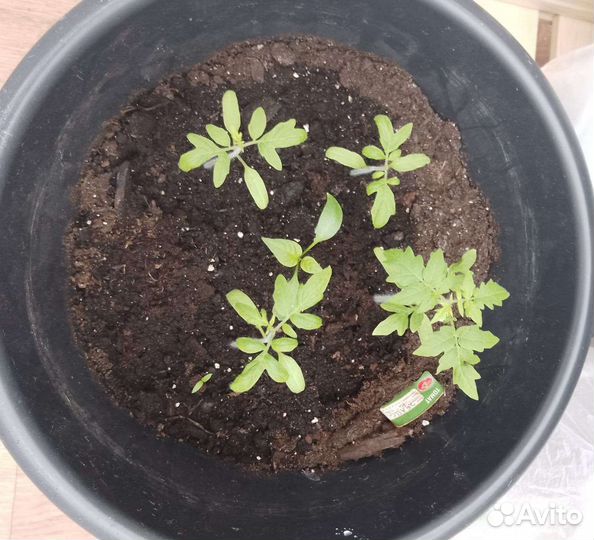 Домашние овощи, зимний огород, для подоконника