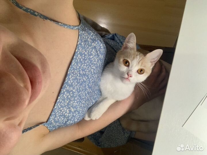 Кошки вислоухие