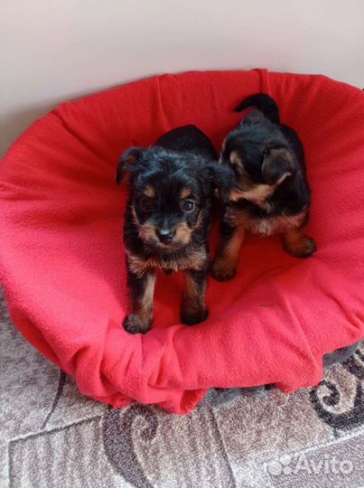 Йоркширский терьер