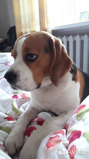 Вязка кобеля бигля