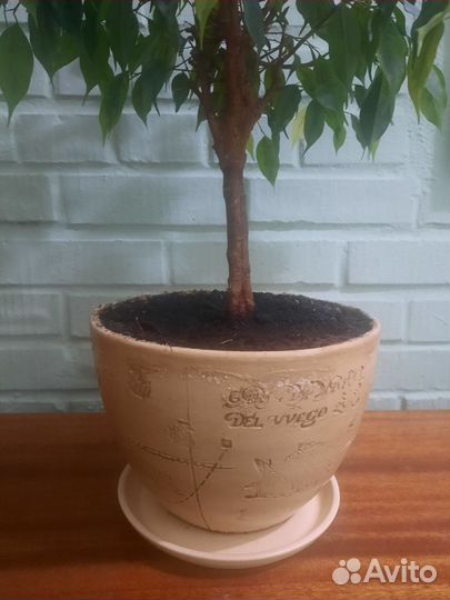 Фикус бенджамина Наташа