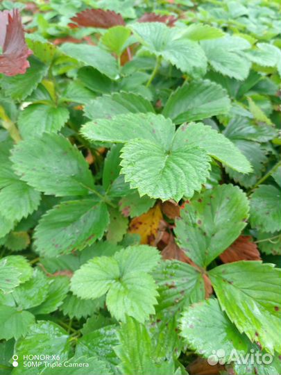 Маженцы крупной сладкой клубники бесплатно