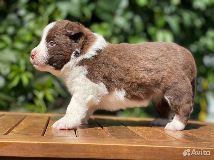 Бордер колли. Девочка для семьи