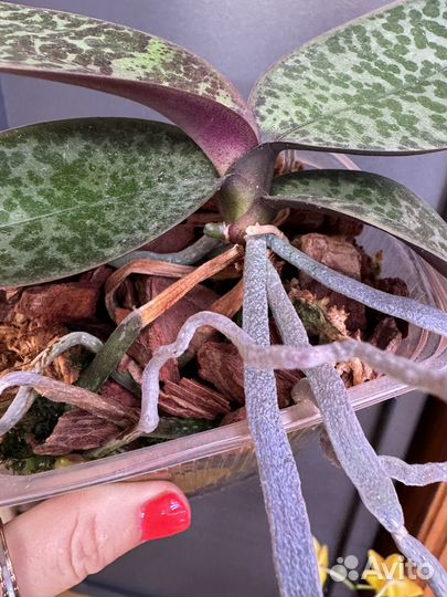 С цветоносом. Stuartiana Sogo. Орхидея