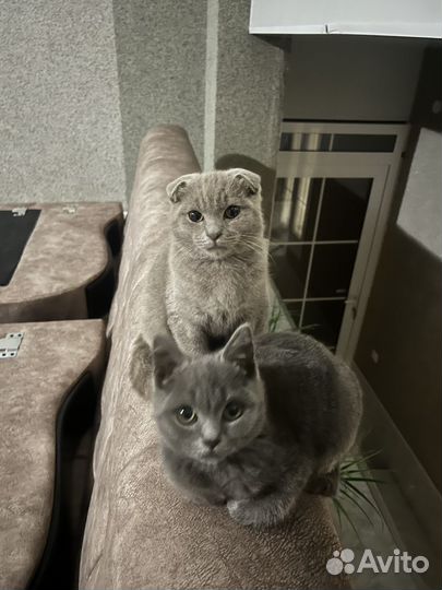 Котенок