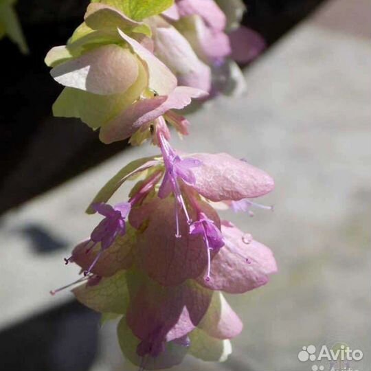 Саженцы Душица Кент Бьюти