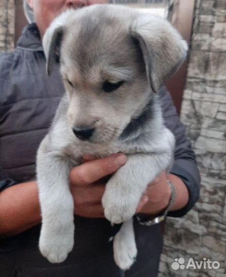 Щенок лабрадора