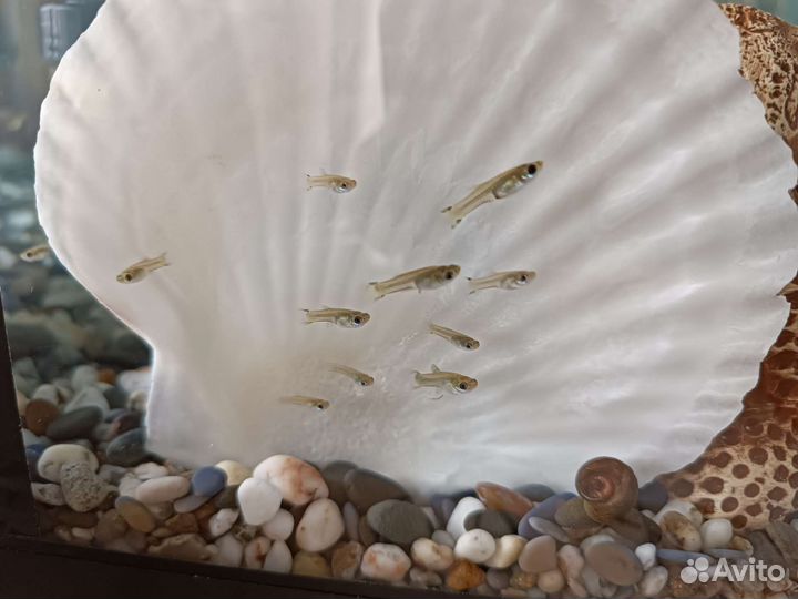 Гуппи mix излишки