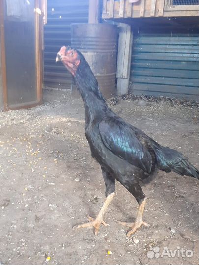 Бойцовский петух