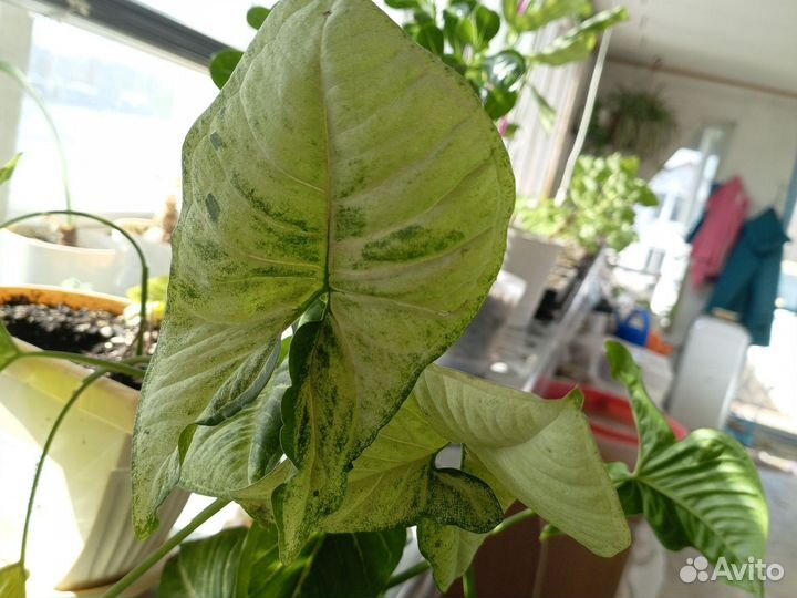 Хлорофитум, сингониум