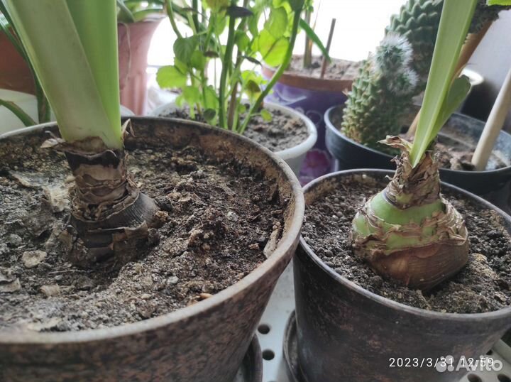 Гиппиаструм