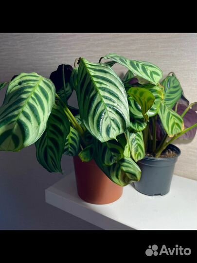 Комнатные растения