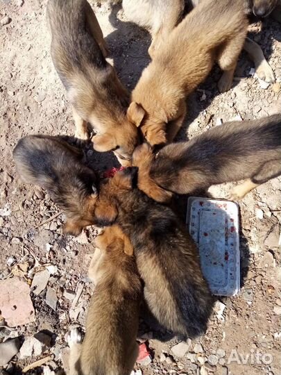 Мясокостный фарш корм для собак кур и кошек. Обмен