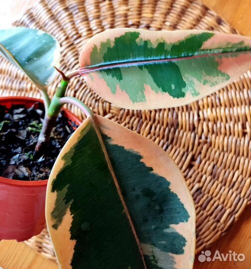 Фикусы Али, Эластика триколор, Бенджамина, Мелани