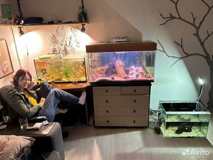 Аквариумы, рыбы