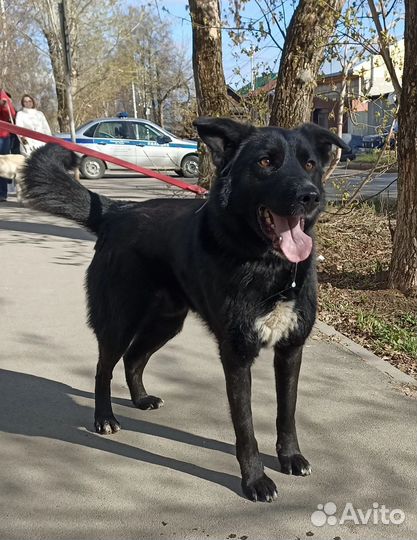 Собака в добрые руки