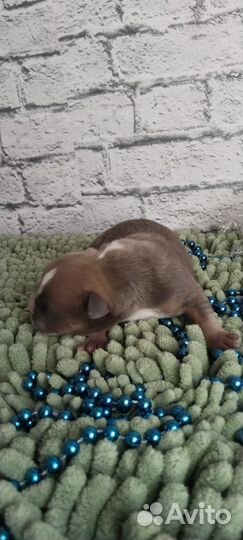 Парень триколор