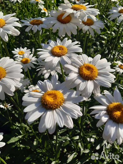 Корни ромашки белой