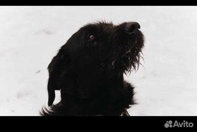 Барон ищет дом