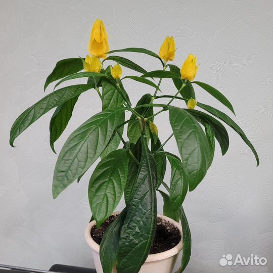 Пахистахис