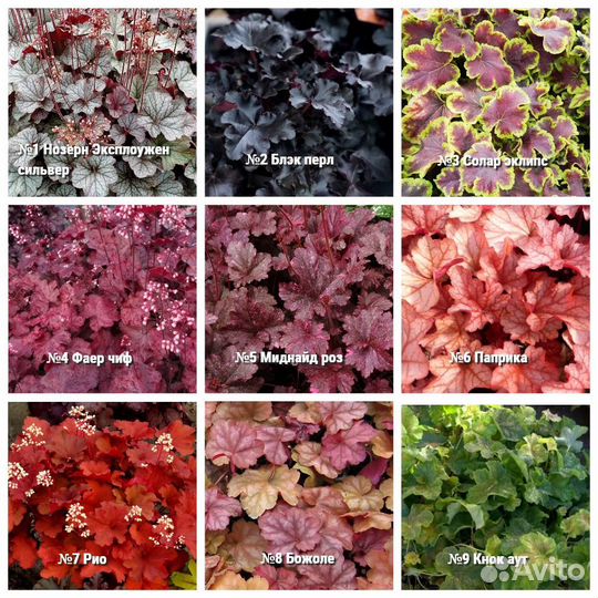 Саженцы Гейхера в горшке 7 см 30 сортов доставка