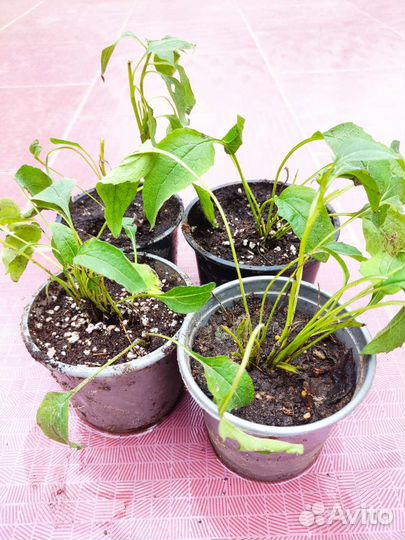 Эхинацея Баттерфляй Киссес