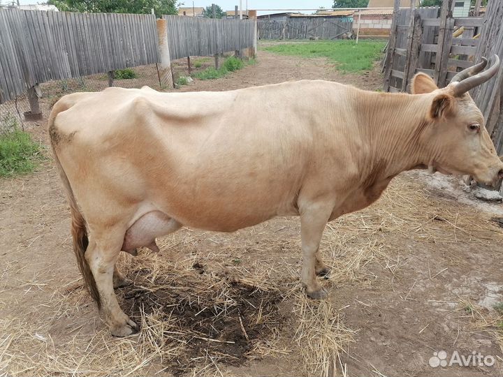 Корова дойная с теленком