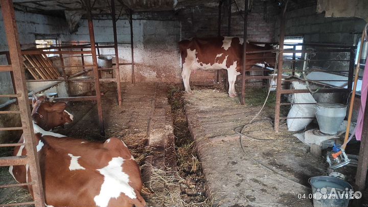 Корова стельная и телка