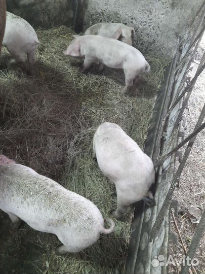 Продам поросят
