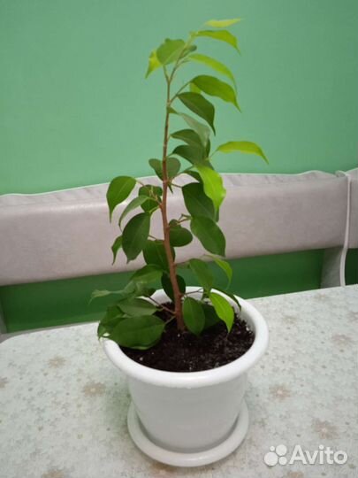 Комнатные цветы и растения