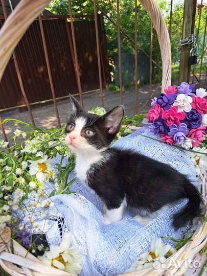 Котёнок в добрые ручки