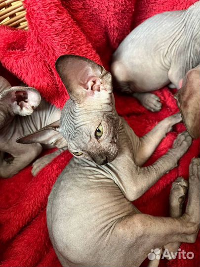 Канадский сфинкс девочки