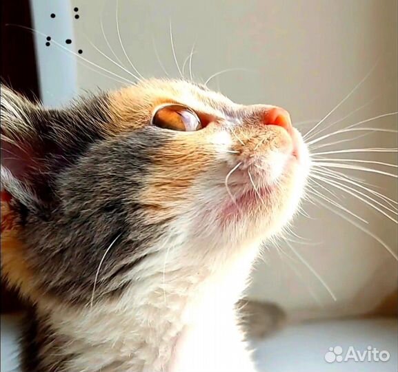 Кошка в дар