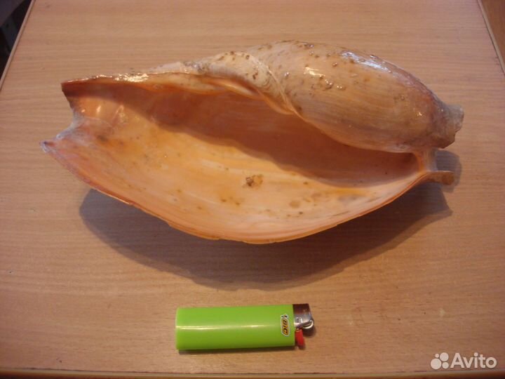 Морская раковина