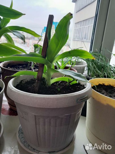 Растение золотой ус