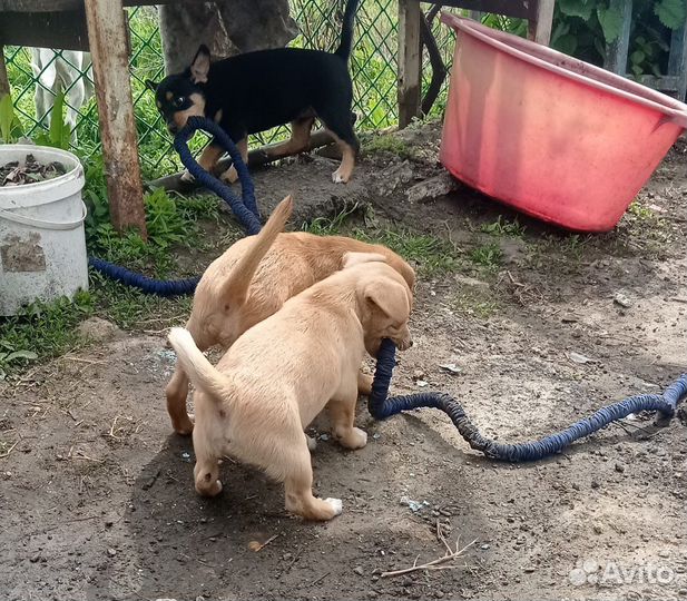 Щенкии котята