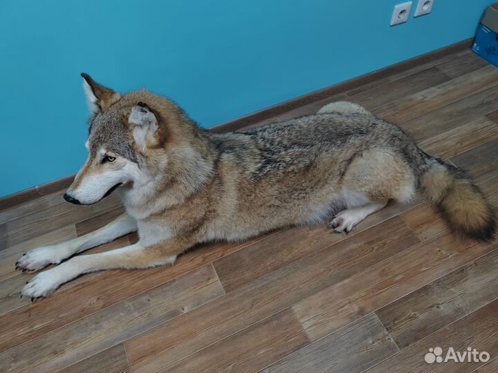 Волк чучело имитация