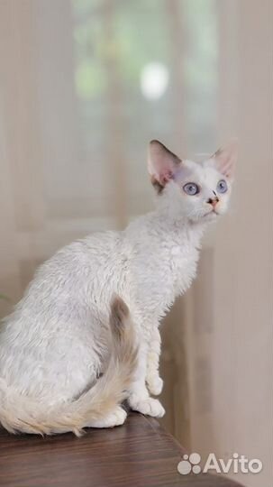 Голубоглазая лиловая девочка