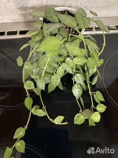 Хойя Аустралис Лиза