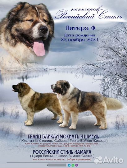 Продаётся щенок кавказской овчарки
