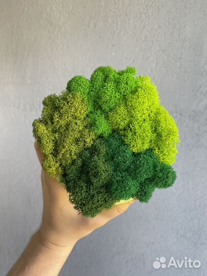 Стабилизированный мох,1 кг