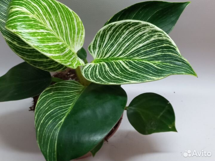 Филодендрон биркин white