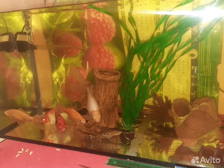 Аквариумные рыбки