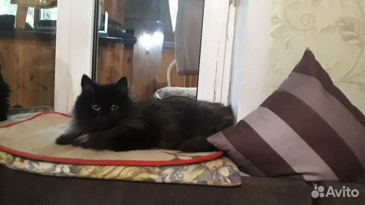 Кошка Пума
