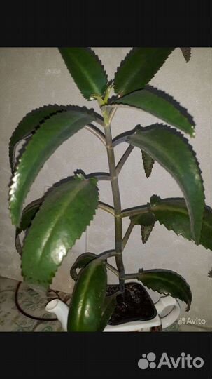 Каланхоэ лечебное