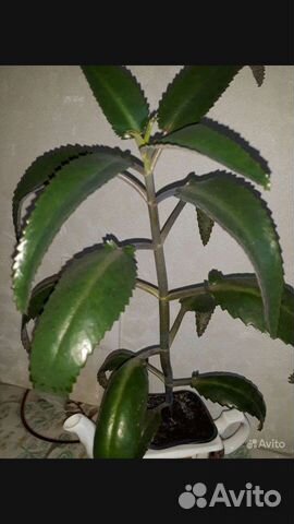 Каланхоэ лечебное