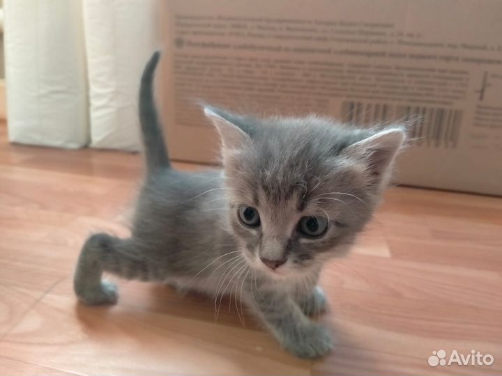 Котята в добрые руки бесплатно