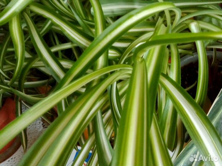 Сингониум бегония и др бесплатно