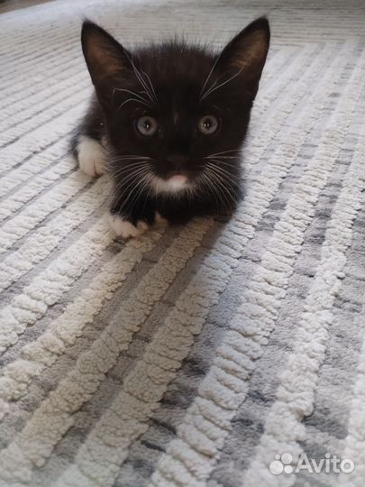 Котенок бесплатно