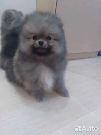Померанский шпиц медвежьего типа